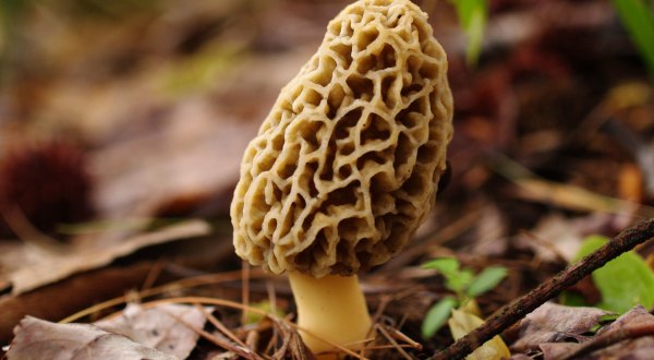A Local Delicacy, Morel Mushrooms Are Popping Up In Woods Across Arizona