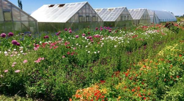 You’ll Want To Visit Foxglove Flower Farm, A Dreamy Oasis In Montana This Spring