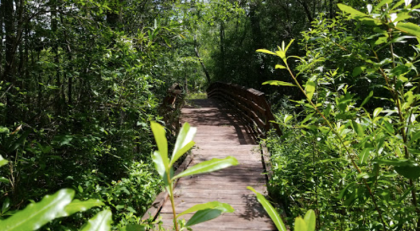 Surround Yourself With Stunning Scenery At The Abita Creek Flatwoods Preserve Near New Orleans