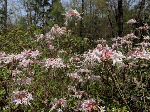 You Don't Want To Miss The Blooms Along The Wild Azalea Trail In Louisiana, The Longest Primitive Trail In The State