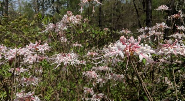 You Don’t Want To Miss The Blooms Along The Wild Azalea Trail In Louisiana, The Longest Primitive Trail In The State