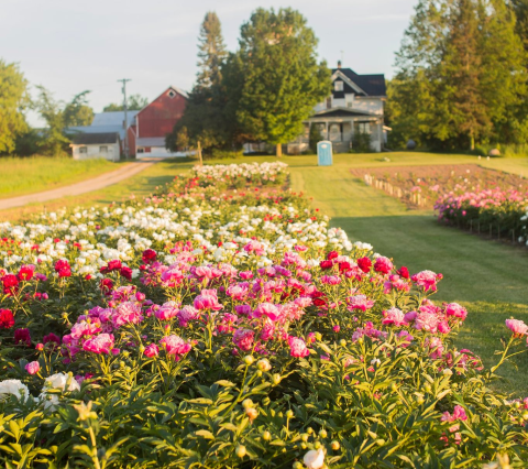 You'll Want To Visit Oh My Peonies, A Dreamy Peony Farm In Wisconsin This Spring