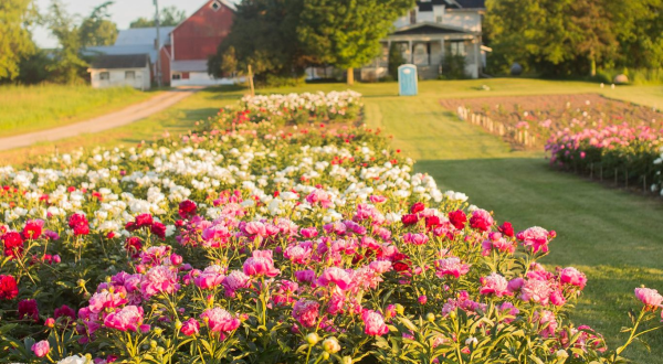 You’ll Want To Visit Oh My Peonies, A Dreamy Peony Farm In Wisconsin This Spring