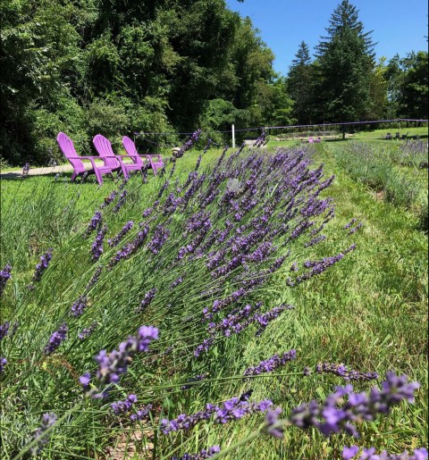 Get Lost In This Beautiful 5-Acre Lavender Farm In Massachusetts
