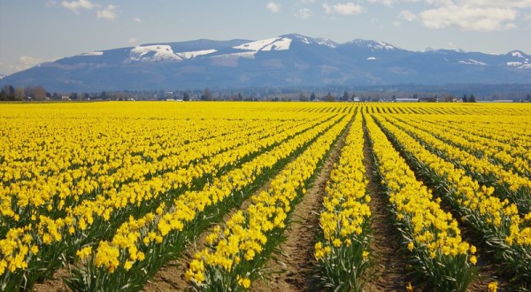 Skagit County, Washington Will Have Over 450 Acres Of Daffodils In Bloom This Spring