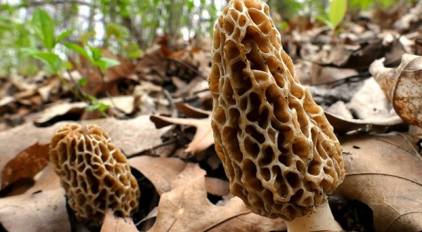A Local Delicacy, Morel Mushrooms Are Popping Up In Woods Across Pennsylvania