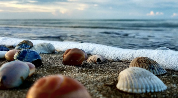 This Hidden Beach Along The Louisiana Coast Is The Best Place To Find Seashells