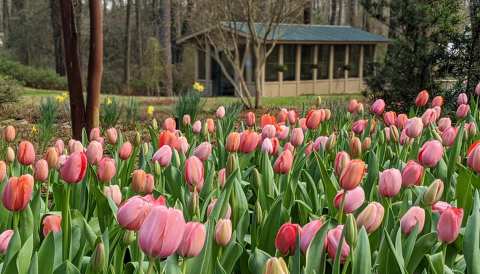 Louisiana’s Kiroli Park Features 150 Acres Of Beautiful Blooms Perfect For Spring Adventures
