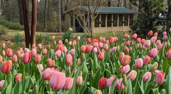 Louisiana’s Kiroli Park Features 150 Acres Of Beautiful Blooms Perfect For Spring Adventures