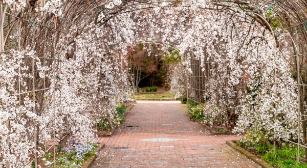 Home To 50 Acres Of Beautiful Virginia Blooms, Visit Lewis Ginter Botanical Gardens This Spring