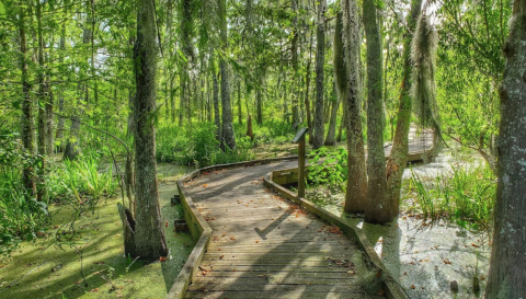 Over 9,000 Acres Of Beautiful Forested Landscape Can Be Found At Bayou Teche National Wildlife Refuge