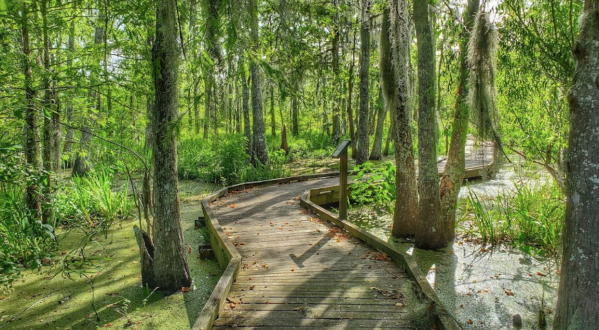 Over 9,000 Acres Of Beautiful Forested Landscape Can Be Found At Bayou Teche National Wildlife Refuge
