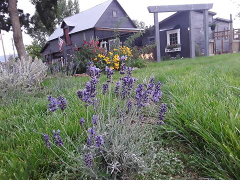 Get Lost In Beautiful Lavender Plants At The Lavender Farm In Colorado