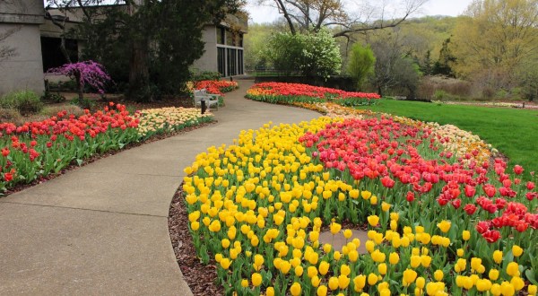See Over 150,000 Blooming Tulips At The Annual Cheekwood In Bloom Festival In Nashville