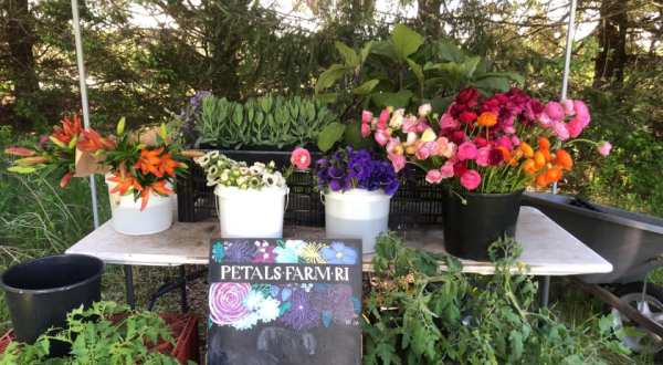 You Can Cut Your Own Flowers At Petals Farm In Rhode Island
