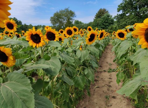 You Can Cut Your Own Flowers At The Festive Anawan Farm Sunflower Farm In Massachusetts