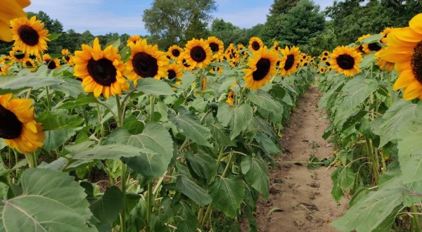 You Can Cut Your Own Flowers At The Festive Anawan Farm Sunflower Farm In Massachusetts