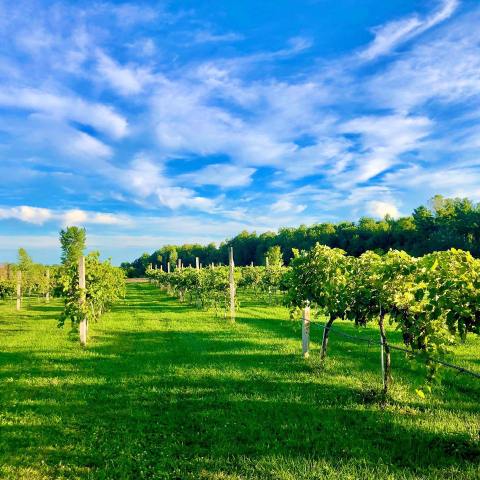 Venture Down The Shores Of Lake Champlain On This Adirondack Wine Trail In New York