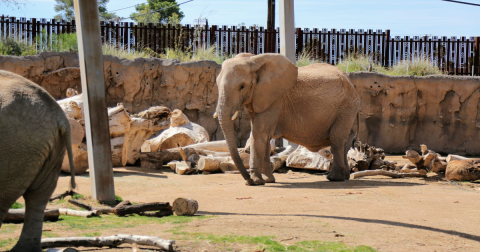 Reid Park Zoo Is A One-Of-A-Kind Elephant Ranch In Arizona
