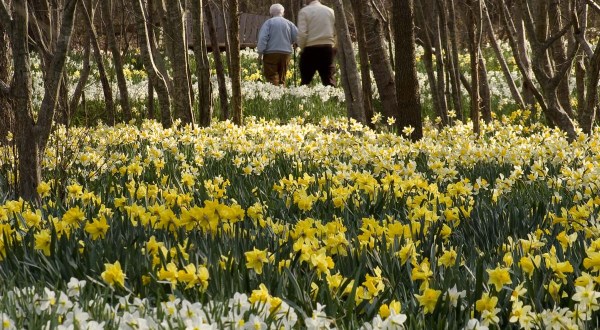 Parsons Reserve, A Daffodil Reserve In Massachusetts, Will Be In Full Bloom Soon And It’s An Extraordinary Sight To See