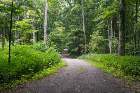 The Awesome Pioneer Mothers Memorial Forest Trail In Indiana Will Take You Straight To An Abandoned Native American Site