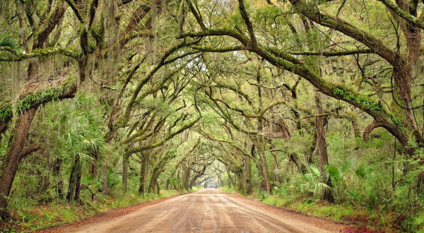 The 10 Most Gorgeous Springtime Destinations In All Of South Carolina