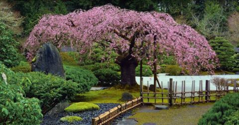 Portland Japanese Garden Has Some Of The Best Cherry Blossoms In The State