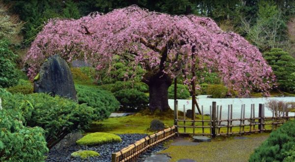 Portland Japanese Garden Has Some Of The Best Cherry Blossoms In The State