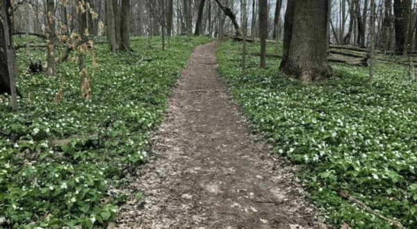 Take A Spring Hike At Bendix Woods County Park, An Underappreciated And Unique Forest Hike
