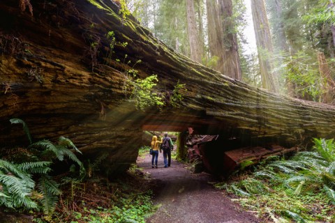 Redwood National Park: Get Lost Amongst The World's Tallest Trees In California