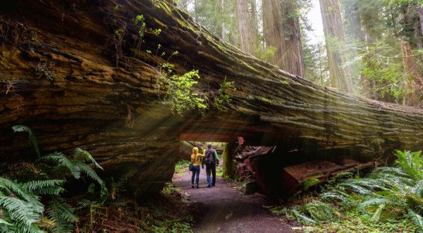 Redwood National Park: Get Lost Amongst The World’s Tallest Trees In California