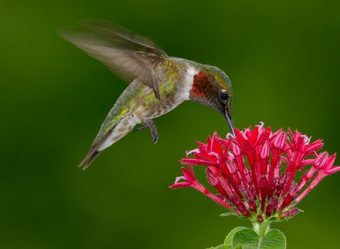 Keep Your Eyes Peeled; Thousands Of Hummingbirds Are Headed Right For Nebraska During Their Migration This Spring