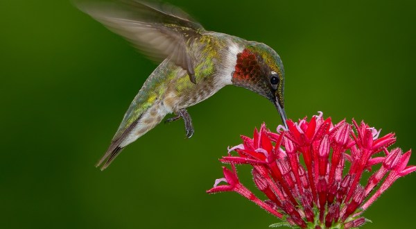 Keep Your Eyes Peeled; Thousands Of Hummingbirds Are Headed Right For Nebraska During Their Migration This Spring