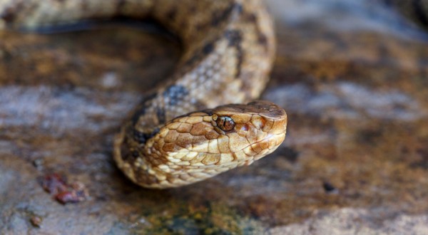 You’ll Want To Steer Clear Of The 7 Most Dangerous Animals Found In Texas