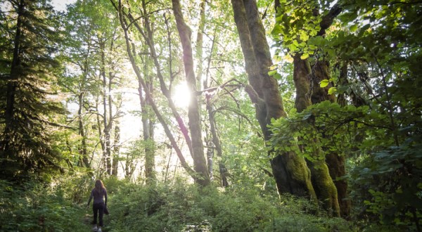 For A Relaxing Day In The Woods, Try Forest Bathing At Westfir Lodge In Oregon