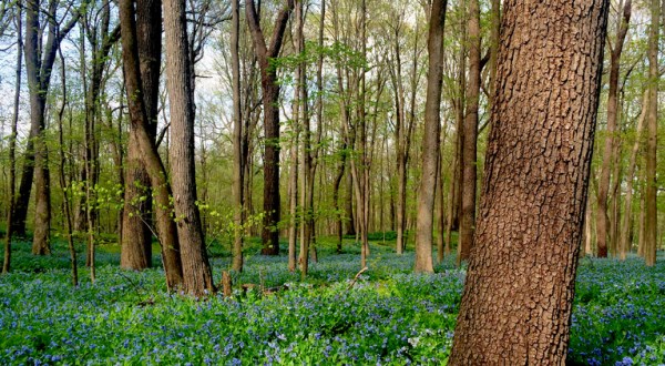 Virginia Bluebells Will Be In Full Bloom Soon In Illinois And It’s An Extraordinary Sight