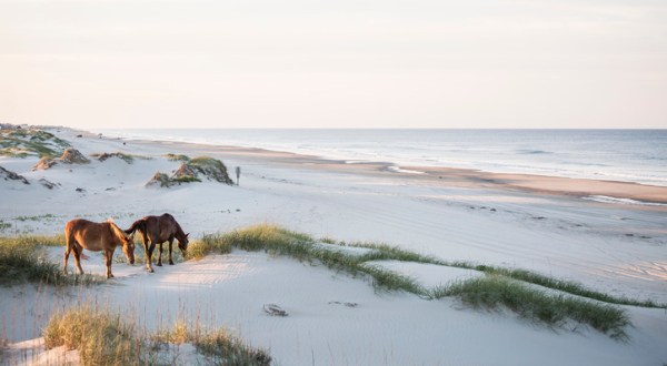 The Outer Banks: See Wild Horses Roam & Sink Your Toes Into The Sand In North Carolina