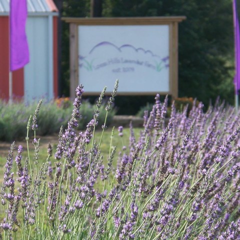 Get Lost In 4,000 Beautiful Lavender Plants At Loess Hills Lavender Farm In Iowa