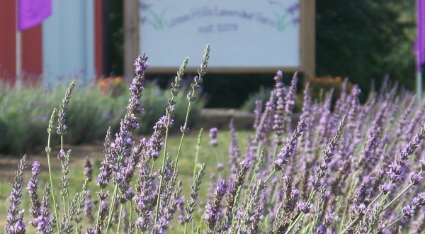 Get Lost In 4,000 Beautiful Lavender Plants At Loess Hills Lavender Farm In Iowa