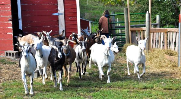 Sample Goat Gelato With A Side Of Yoga At This Quirky Iowa Creamery