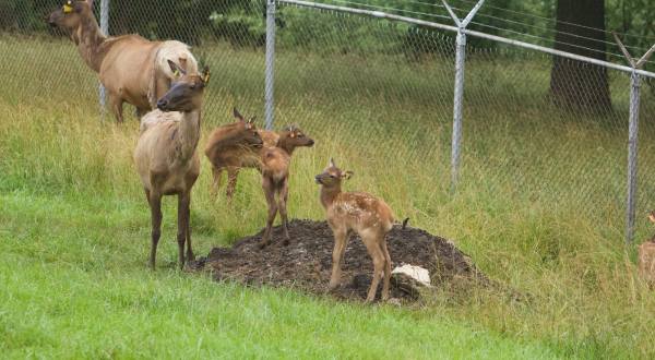 A Working Elk Farm With Plenty To Do And See, Wildlife Lakes Elk Farm In Iowa Is Truly A Must Visit Spot