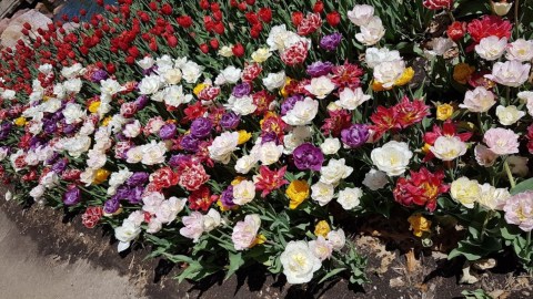 Over 400 Varieties Of Roses Will Be Blooming This Summer At Reinisch Rose Garden In Kansas