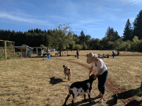 Potbellied Pigs And Llamas Roam Free At Oregon's Out To Pasture Sanctuary
