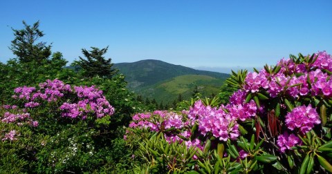 The Springtime Wildflowers Are Absolutely Stunning At Roan Mountain State Park In Tennessee