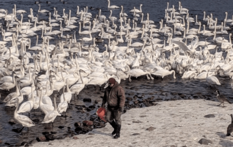 Every Year, Thousands Of Swans Fill Up This Minnesota Park, And It's Nothing Short Of Spectacular