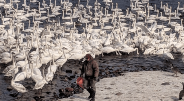 Every Year, Thousands Of Swans Fill Up This Minnesota Park, And It’s Nothing Short Of Spectacular