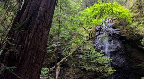 Jackson State Forest Is A Lucky Find For Nature Lovers In Northern California