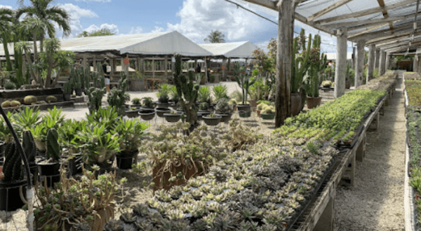 You’ll Want To Visit Issac Farms, A Dreamy Succulent Farm In Florida This Spring
