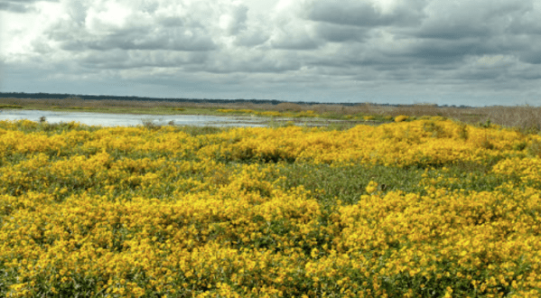 Paynes Prairie, Florida’s First State Preserve, Will Be In Full Bloom Soon And It’s An Extraordinary Sight To See