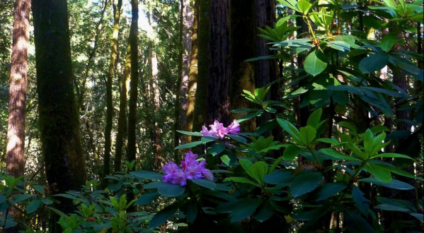 Every Spring, The Rhodendendron Bloom Brightens Up This Redwood Forest In Northern California